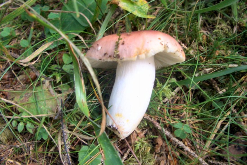 Russula sp